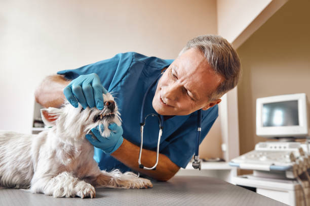  Breinigsville, PA Emergency Dentist Pros